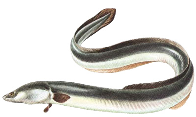 Anguila común