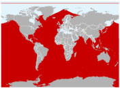 Distribución geográfica de la ballena azul