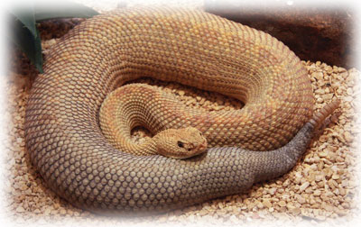 Serpiente de cascabel de Artuba