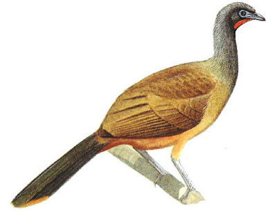 Chachalaca