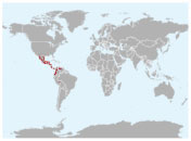 Distribución geográfica  del cojolite