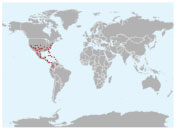 Distribución geográfica de la garza rojiza