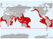 Distribución geográfica de la tortuga golfina