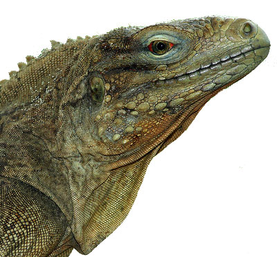 Iguana cubana