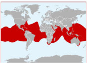 Distribución geográfica del tiburón ballena