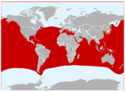 Distribución geográfica del tiburón blanco