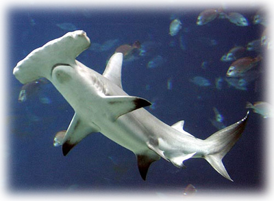 Tiburón martillo gigante