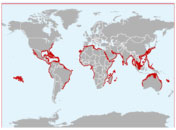 Distribución geográfica del tiburón martillo gigante