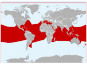 Distribución geográfica del tiburón oceánico
