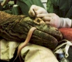 dragón durante una operación