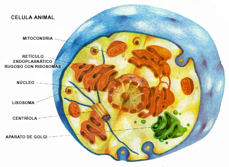 Estructura de la célula