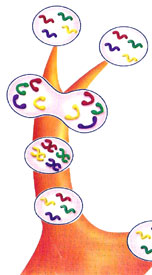 Gráfica de la división celular