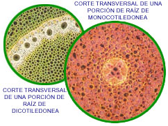 Corte transversal de raíces monocotiledonea y dicotiledonea