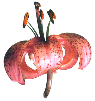 Flor (lirium trigrinum)