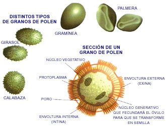 Distintos tipos de granos de  polen