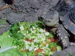 tortuga alimentándose