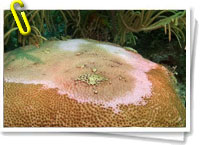 Corales en el arrecife Alacranes