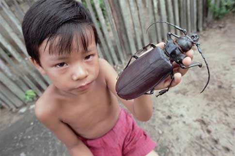 Escarabajo gigante