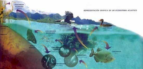 Aquatic Ecosystems Pictures
