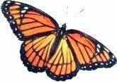 monarca butterfly