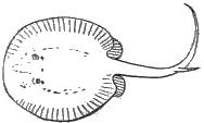 Paratrygon hystrix. Chucho pintado o raya negra