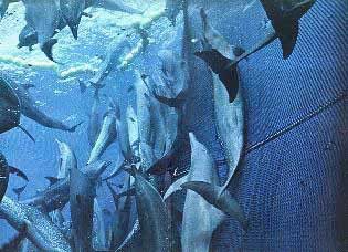 delfines atrapados en las redes de barcos pesqueros