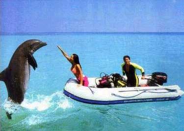delfín con turistas