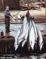 matanza de delfines en Japón