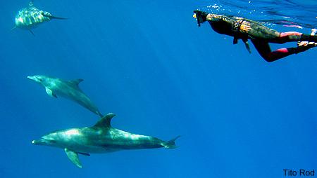 Nadando con delfines