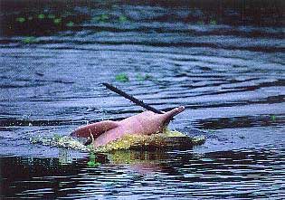 delfín del Amazonas.