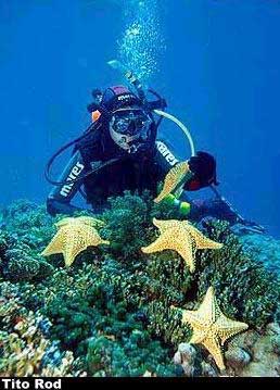 estrellas de mar