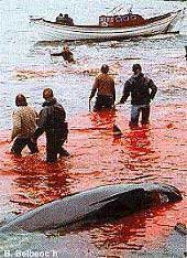 matanza de cetáceos
