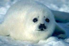 foca bebé del ártico