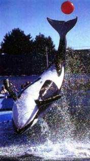 orca de acuario