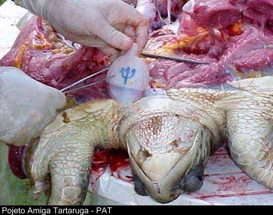 envase extraido del estómago de una tortuga marina