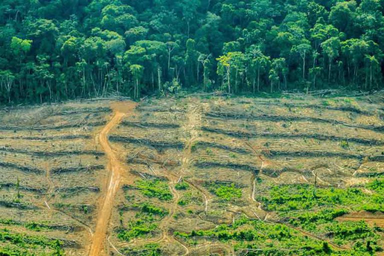 Bosques En Peligro Barrameda Ar