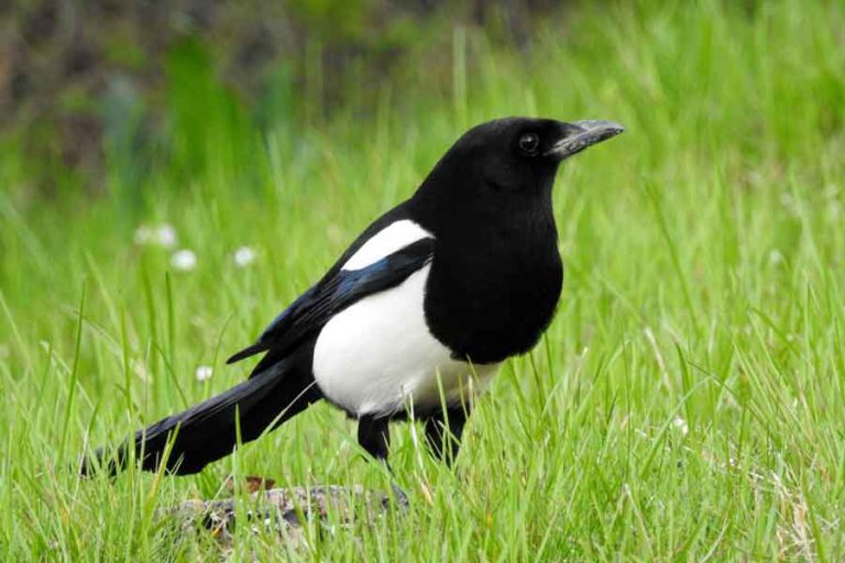 Urraca Cyanocorax Yucatanicus Barrameda Ar