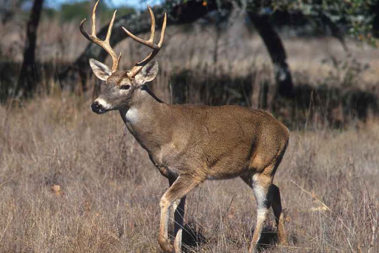 Venado De Cola Blanca Odocoileus Virginianus Barrameda Ar