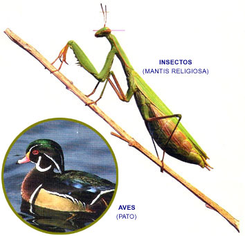 Mantis religiosa / Pato