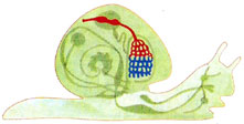Sistema circulatorio de los caracoles