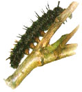 Oruga (Larva)