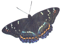 Mariposa (Adulto)