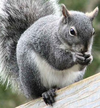 Ardilla gris (Sciurus aureogaster)