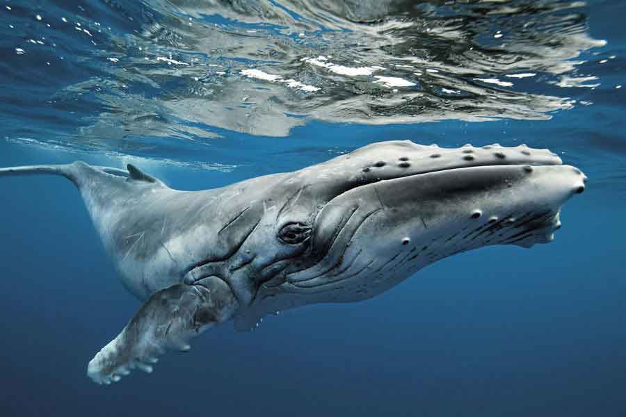 The heavy burden of the humpback whale - barrameda.com.ar