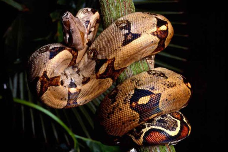 Boa (Boa Constrictor) - Barrameda.com.ar