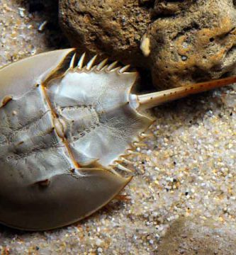 Cangrejo bayoneta (Limulus polyphemus)