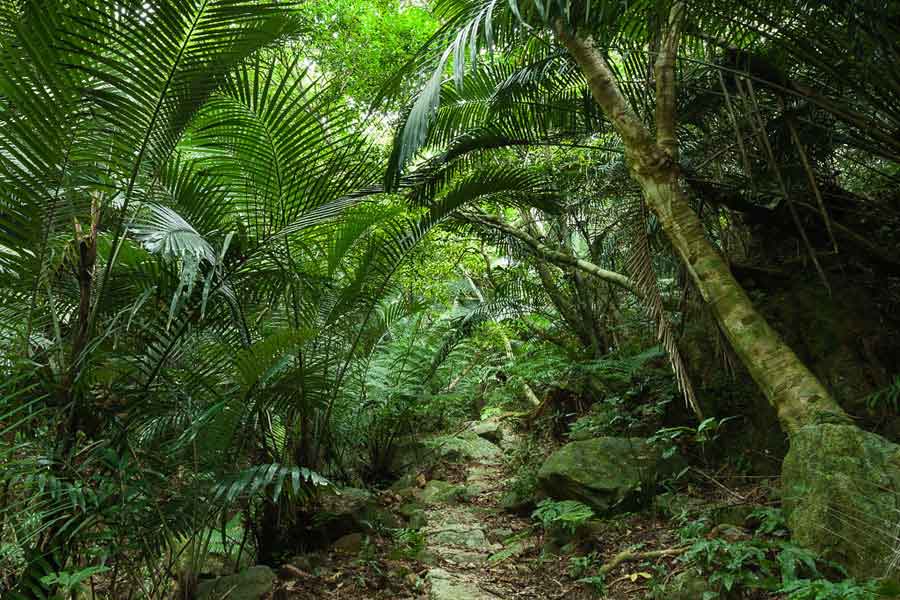 Las selvas tropicales - barrameda.com.ar