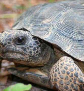 Tortuga común argentina