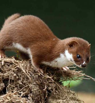 Comadreja (Mustela frenata)