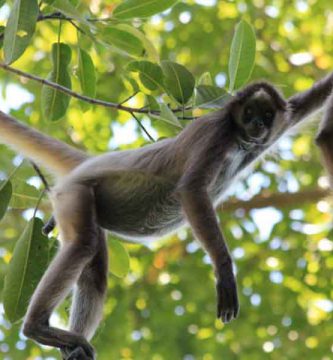 Mono araña de cabeza café (Ateles fusciceps)